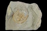 Fossil Trilobite (Declivolithus) With Pos/Neg - Morocco #128781-4